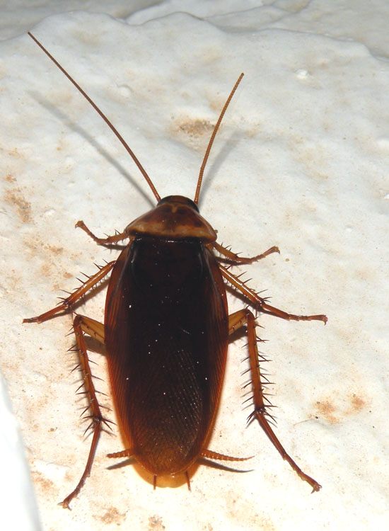 Periplaneta australasiae da Djerba? americana